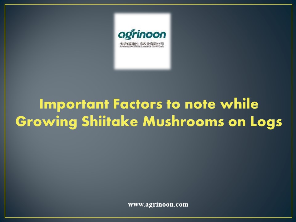 PPT Important Factors to note while Growing Shiitake Mushrooms on