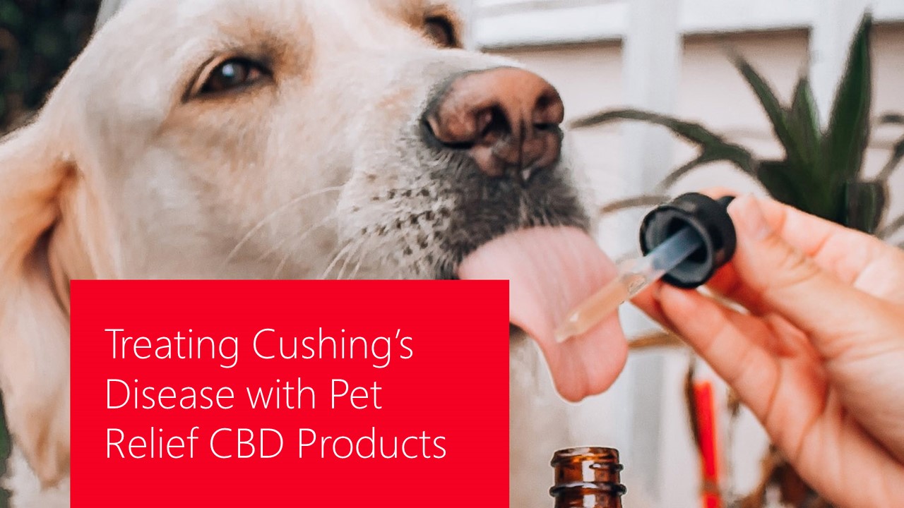 PPT Treating Cushing’s Disease with Pet Relief CBD Products