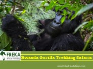 Rwanda Gorilla Trekking Safaris