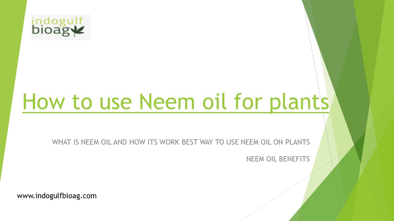 Hoe To Use Neem Oil For Plants
