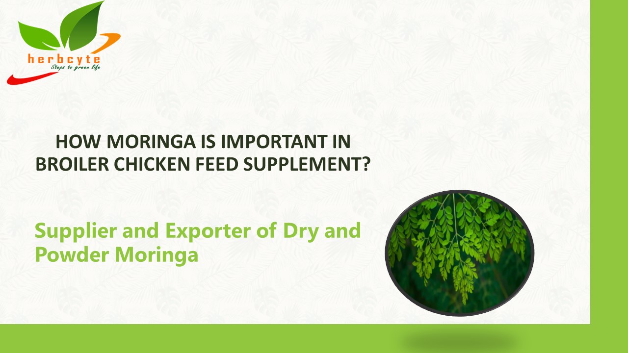PPT HOW MORINGA IS IMPORTANT IN BROILER CHICKEN FEED SUPPLEMENT