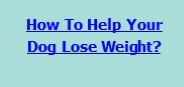 How To Help Your Dog Lose Weight?