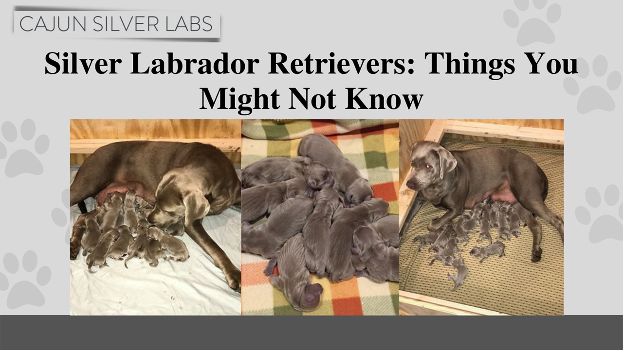 Silver Labrador Retrievers: Things You Might Not Know