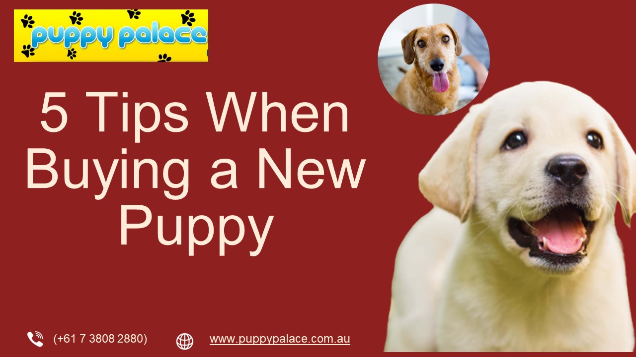 PPT 5 Tips When Buying a New Puppy PowerPoint presentation free to download id 95cfadZTRiM