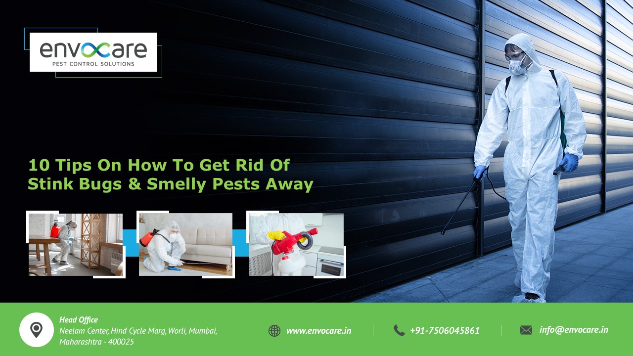 PPT 10 Tips On How To Get Rid Of Stink Bugs & Smelly Pests Away