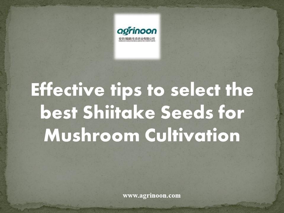 PPT Effective tips to select the best Shiitake Seeds for Mushroom