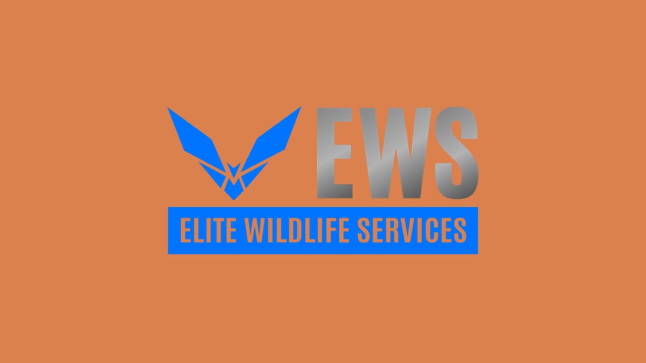 Woodlands Attic Squirrels Removal - Elite Wildlife Services