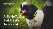 A Guide To Dog Bad Breath Treatment