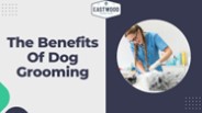 The Benefits of Dog Grooming