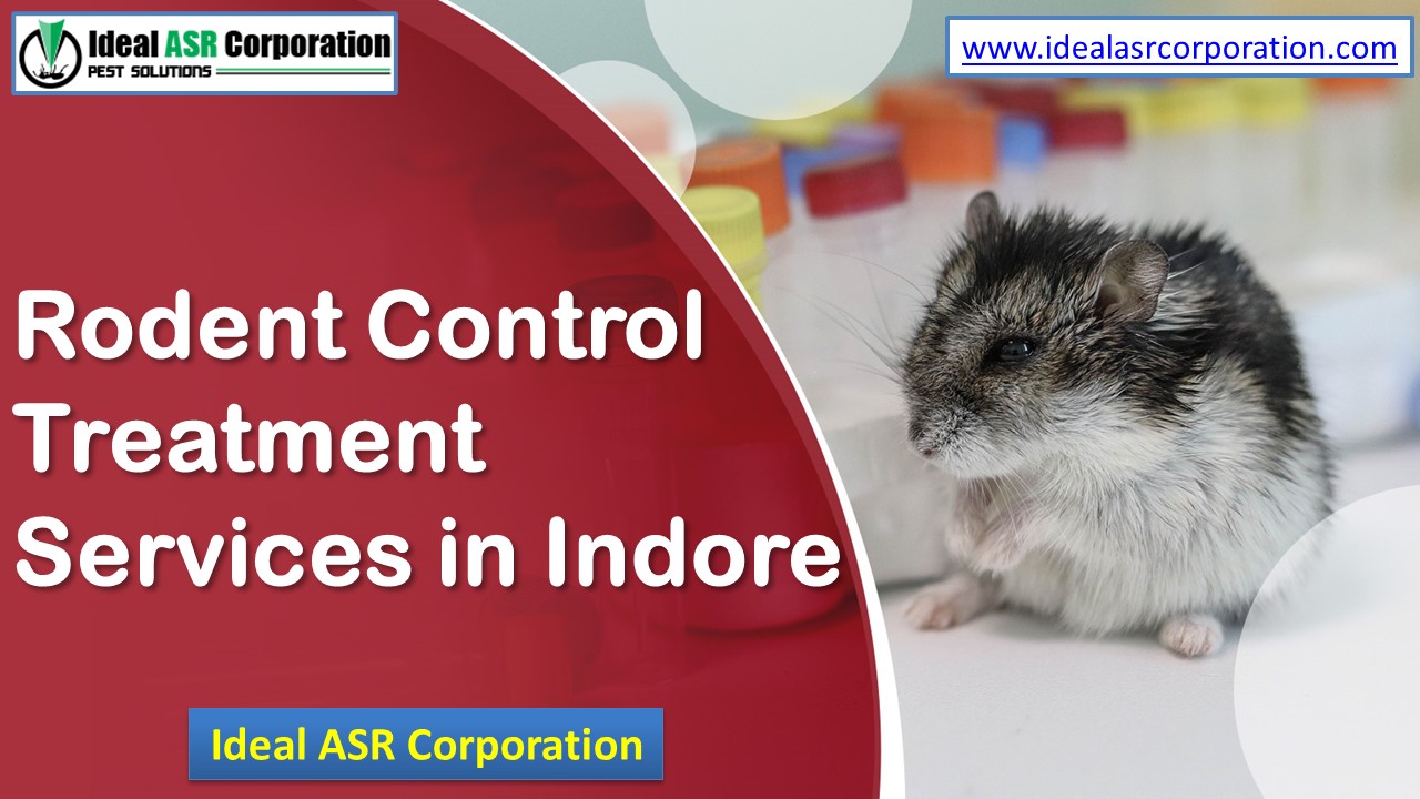 Rodent Control Treatment Services in Indore – IdealASR (1)