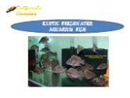 Exotic Freshwater Aquarium Fish
