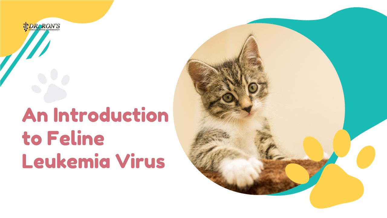An Introduction to Feline Leukemia Virus