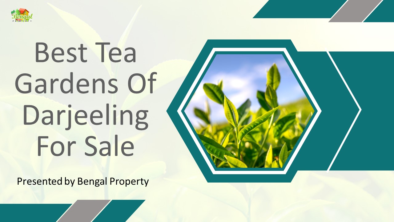 PPT Best Tea Gardens Of Darjeeling For Sale PowerPoint presentation