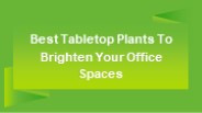Best Tabletop Plants to Brighten Your Office Spaces
