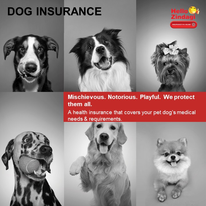 Dog Insurance