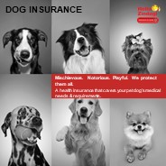 Dog Insurance