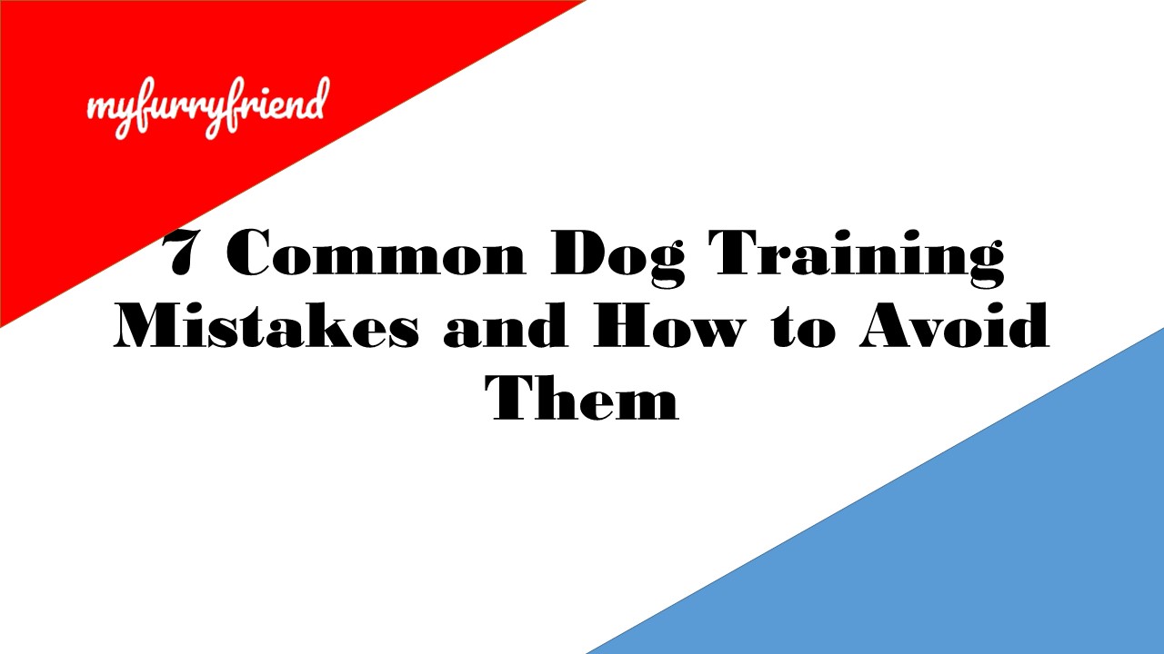 7 Common Dog Training Mistakes and How to Avoid Them