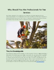 Why Should You Hire Professionals For Tree Services