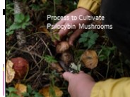 Process to Cultivate Psilocybin Mushrooms