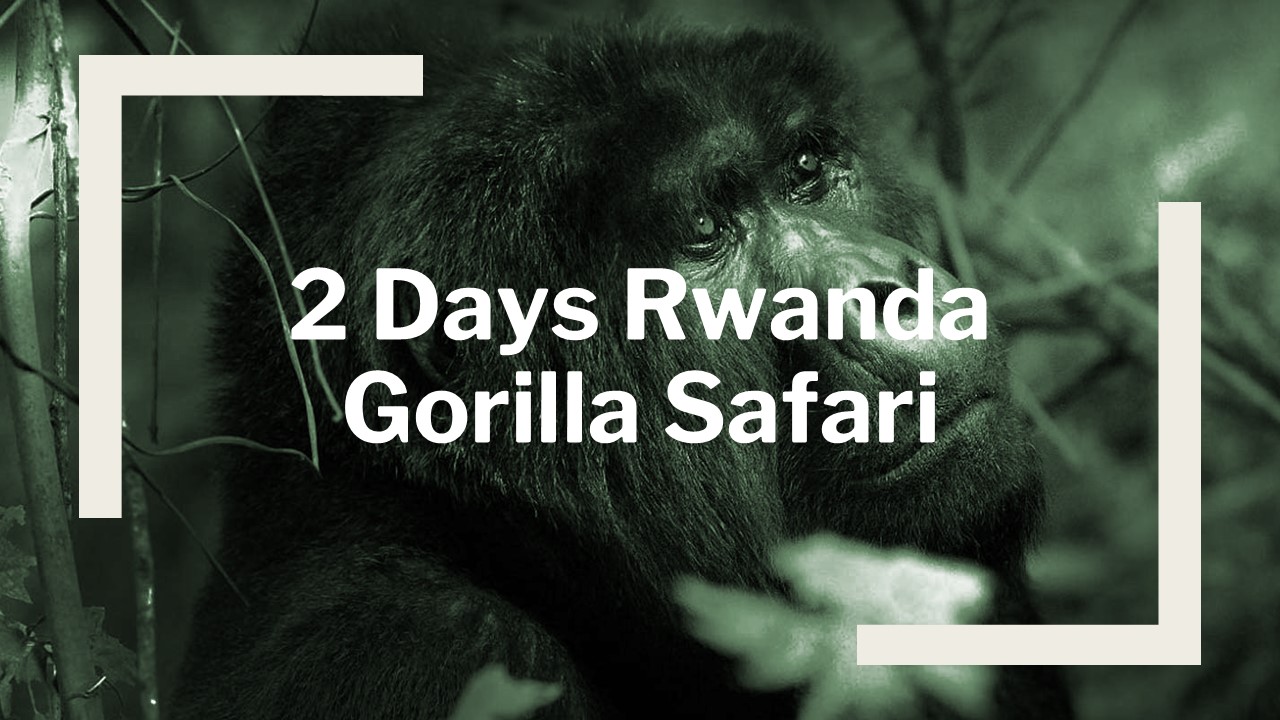 2 Days Rwanda Gorilla Safari