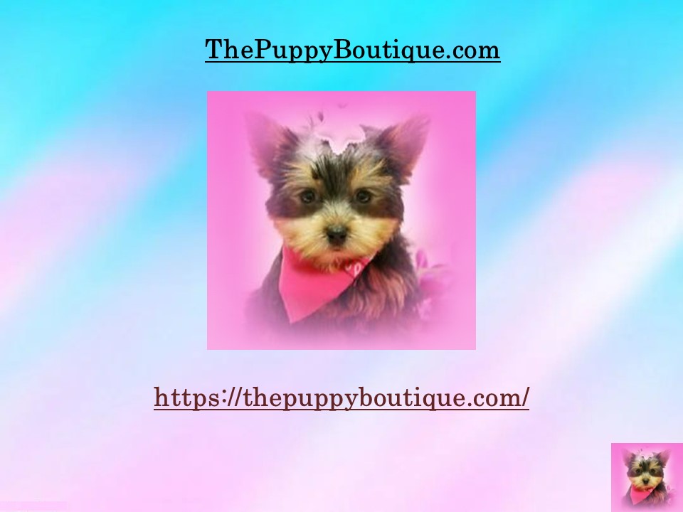 PPT Teacup Yorkie Puppies for Sale New York City PowerPoint