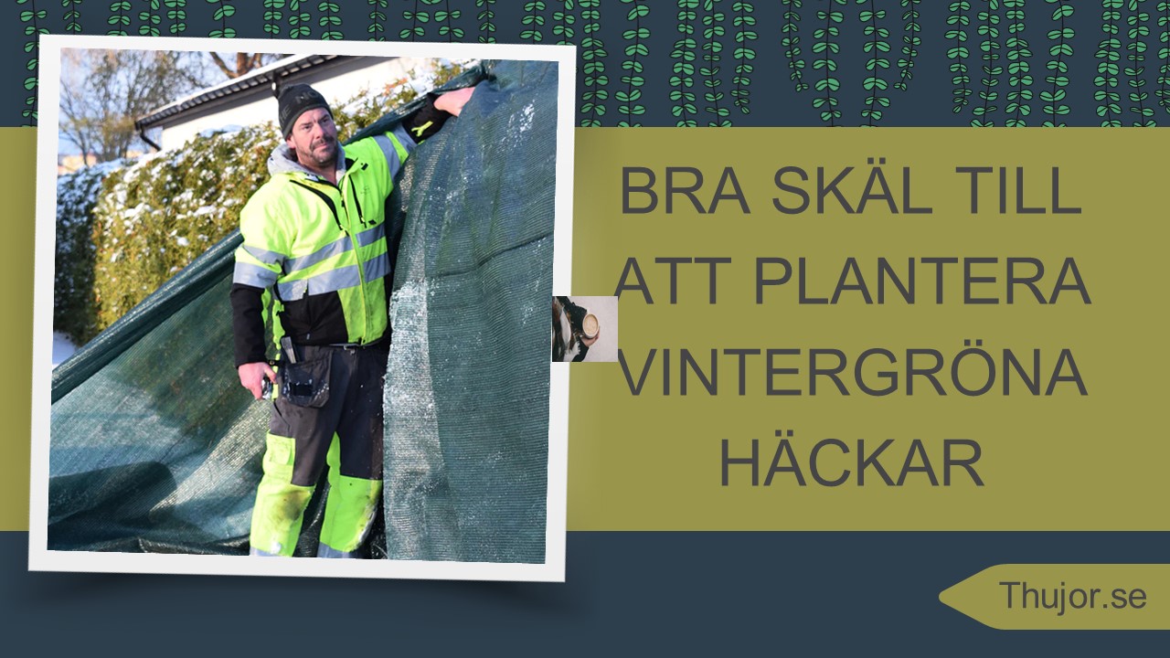 Bra skäl till att plantera vintergröna häckar