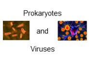 prokaryotes