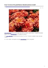 How To Grow Chrysanthemum Seeds/ plants in India?
