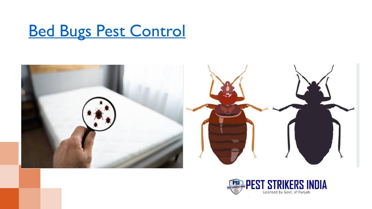 Bed Bugs Pest Control | Pest Strikers