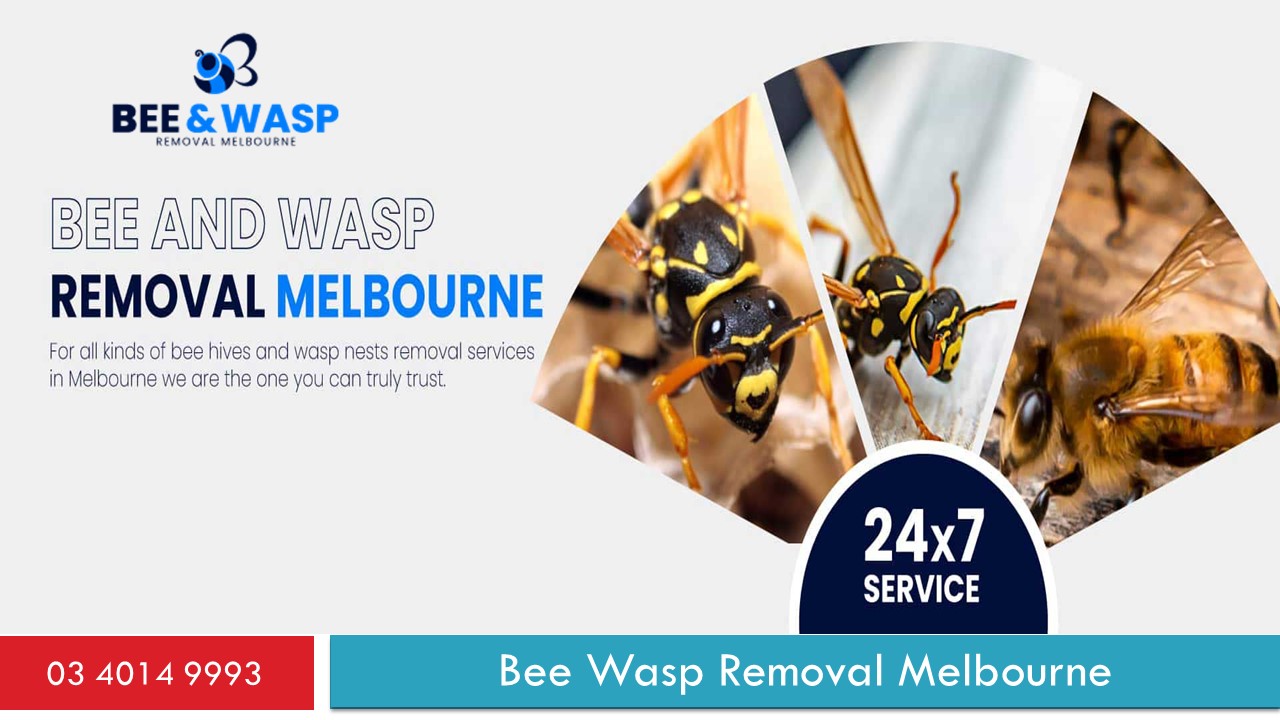 Bee Wasp Removal Melbourne