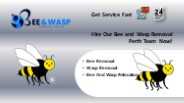 Bee Wasp Removal Perth