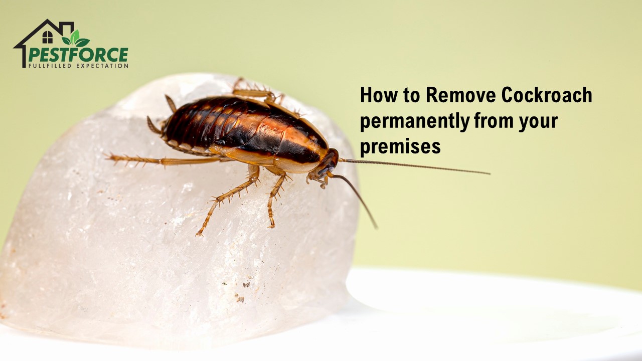 How to remove Cockroach from your premises