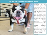 The Best Dog Grooming In Huntington Beach