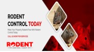 Rodent Control Today
