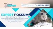 Humane Possum Removal Hobart