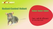 Rodent Control Hobart (1)
