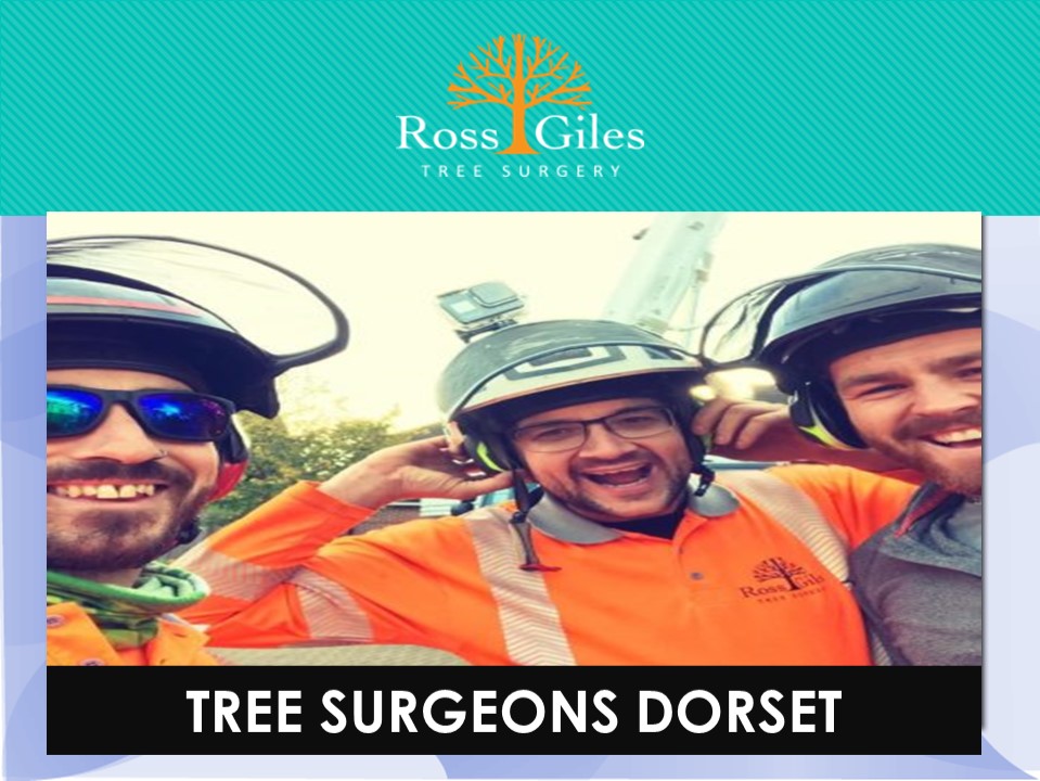 Tree Surgeons Dorset presentation | free to download