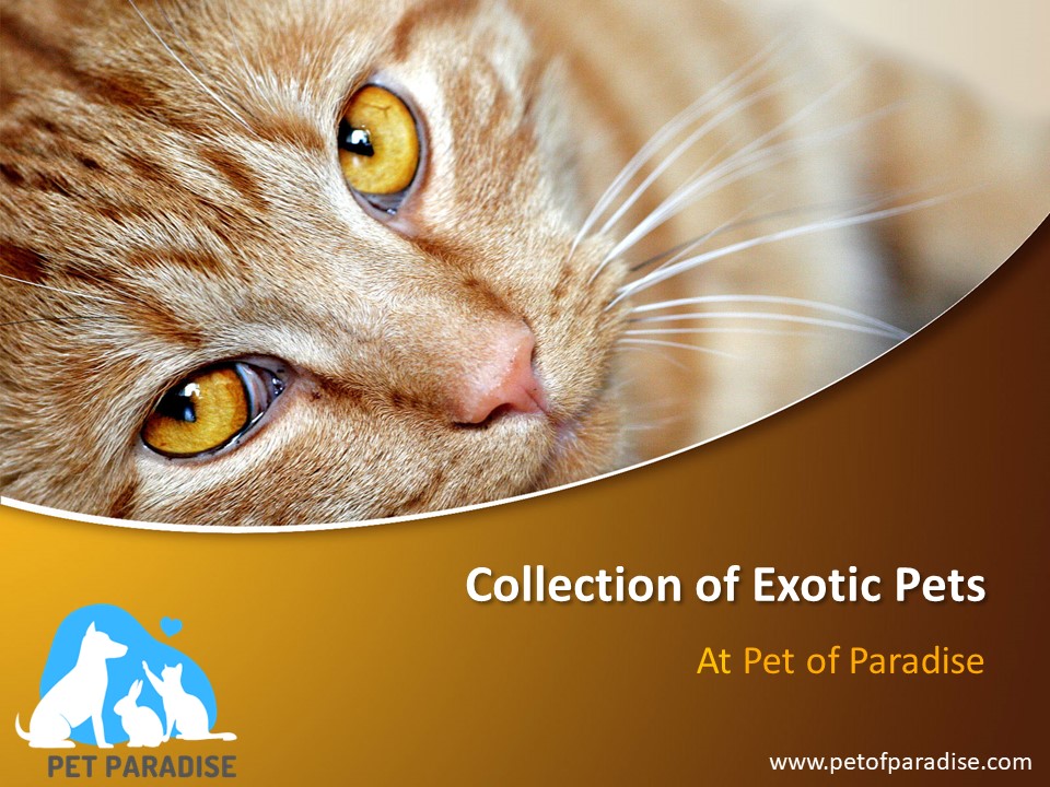 PPT Buy Cutest Exotic Pets Online from PetofParadise PowerPoint