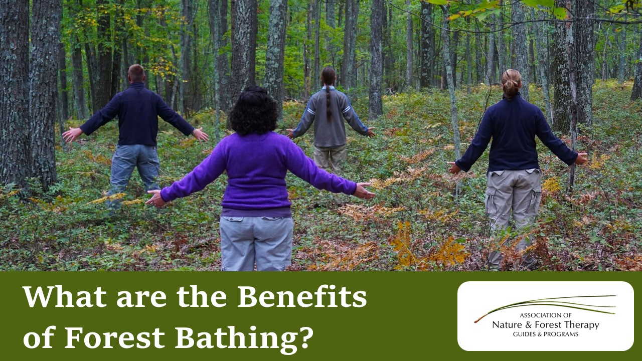 PPT What Are The Advantages Of Taking A Forest Bath? PowerPoint
