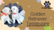 Get your Ideal Golden Retriever Tennessee