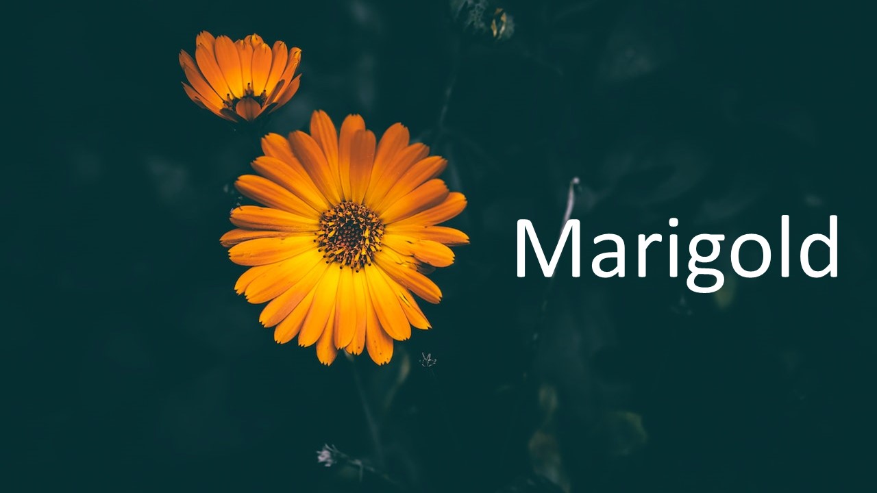 Marigold Flower Presentation