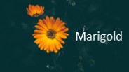 Marigold Flower Presentation