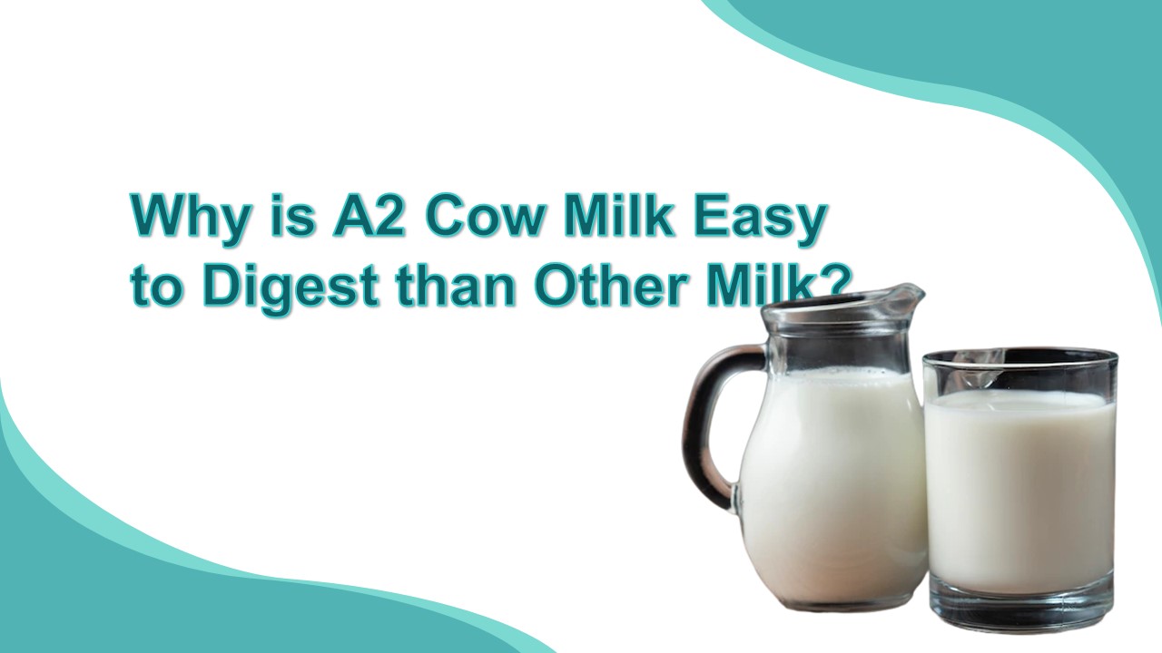 PPT Why is A2 Cow Milk Easy to Digest than Other Milk? PowerPoint presentation free to
