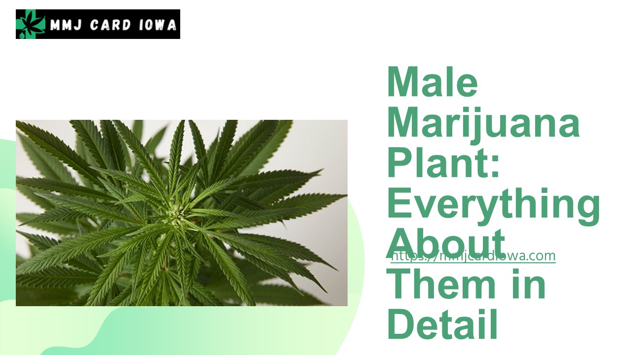 Male Marijuana Plant: Everything About them in Detail