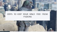 STEPS TO KEEP YOUR SPACE FREE FROM PIGEONS