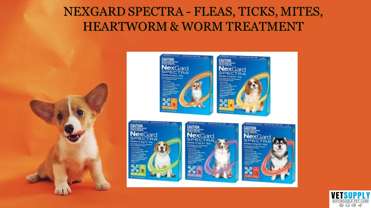 PPT Nexgard Spectra Fleas, Ticks, Mites, Heartworm & Worm Treatment