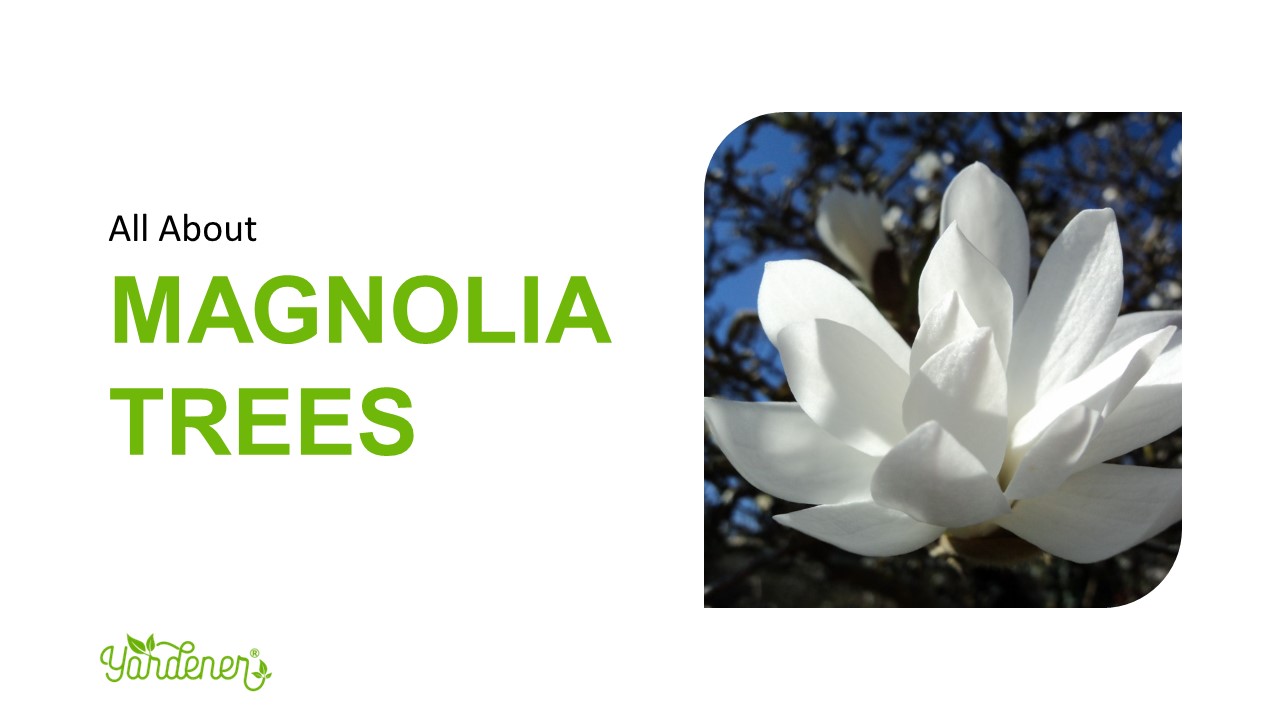 All About Magnolia Trees Presentation