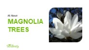 All About Magnolia Trees Presentation