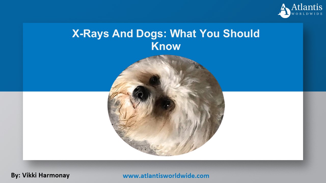 X-Rays And Dogs: What You Should Know