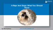 X-Rays And Dogs: What You Should Know